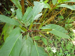 Turpinia ternata
