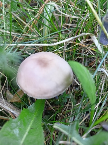 Lilac Bonnet