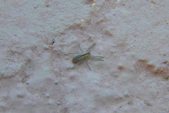 Arachosia praesignis