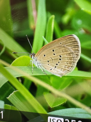 Lesser Grass Blue