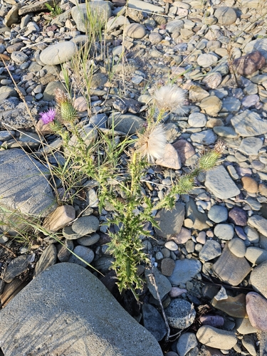 Bull Thistle