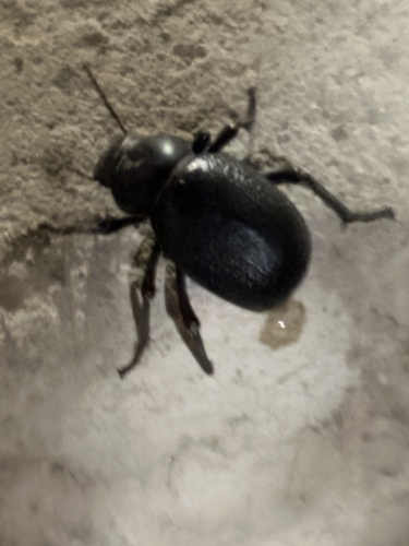Morica favieri