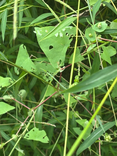 Persicaria perfoliata, photograph 4