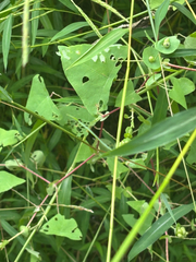 (c) Henry Label, some rights reserved (CC BY-SA) Persicaria perfoliata, photograph (c) Henry Label, some rights reserved (CC BY-SA)