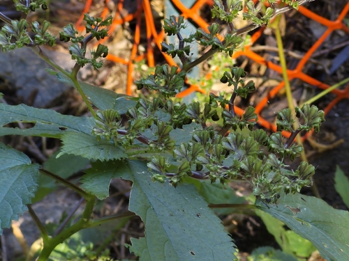 wood nettle