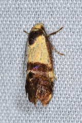 Eupselia beltera