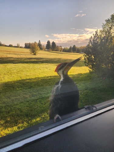 Pileated Woodpecker