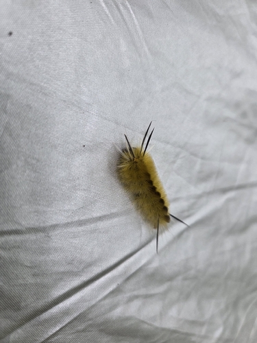 Banded Tussock Moth