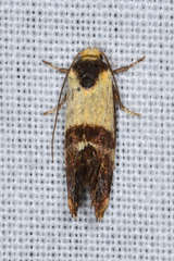 Eupselia beltera