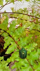 Polychalca punctatissima