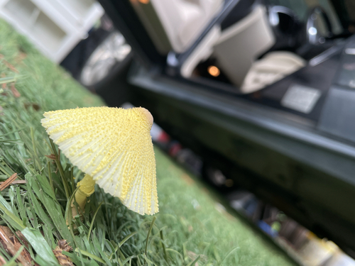 flowerpot parasol