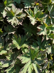 Geranium sylvaticum