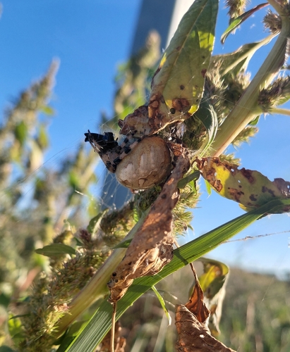 Four-spot Orbweaver