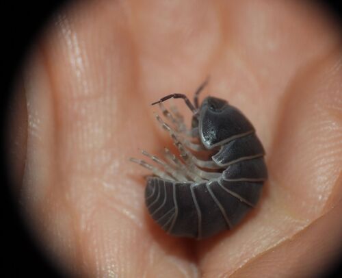 Armadillo officinalis