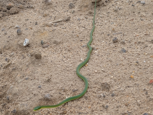 Rough Greensnake