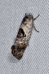 Eupselia carpocapsella