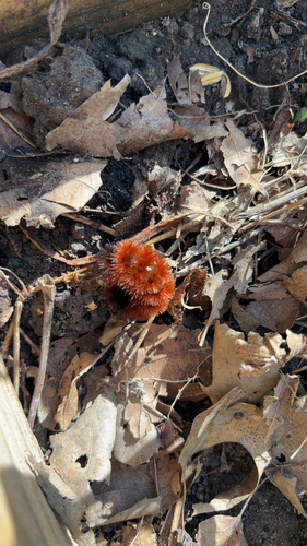 Isabella Tiger Moth