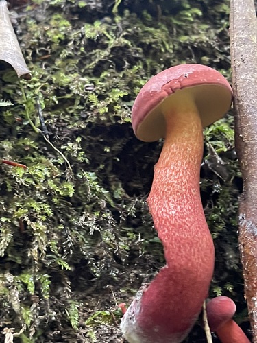 Red-capped Two-colored Bolete showing its yellow underside and thick red-and-yellow stalk