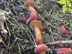 Several red-capped boletes rising at different heights along the wooded bank