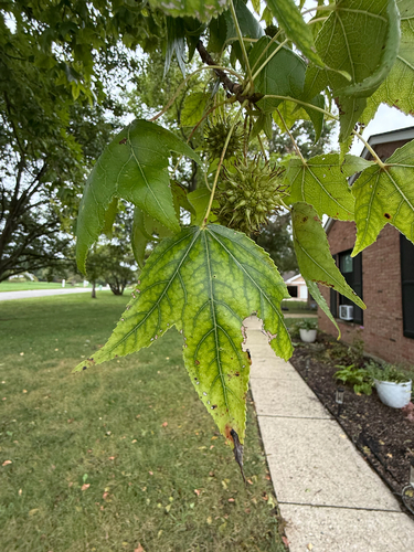 American sweetgum