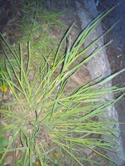 Dactylis glomerata