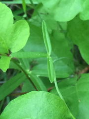 Delphinium gracilentum