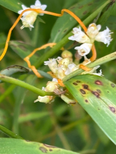 Cuscuta gronovii