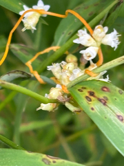 Cuscuta gronovii