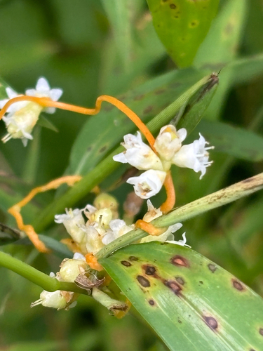 Cuscuta gronovii, photograph 2