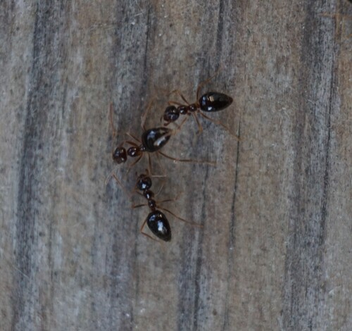 American Winter Ant