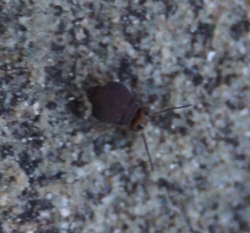 Garden Springtail