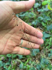 Circaea lutetiana, photograph (c) Jose Gutierrez Higa, some rights reserved (CC BY)