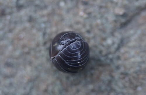 Common Pill Woodlouse