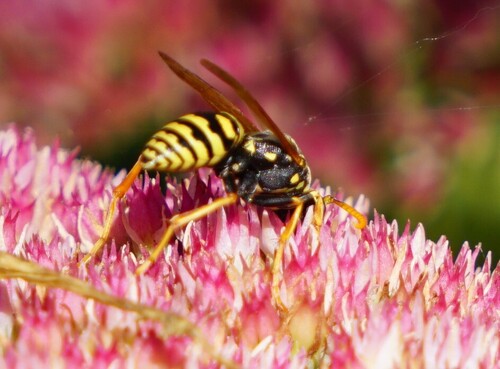 European Paper Wasp