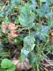 Circaea lutetiana, photograph (c) Jose Gutierrez Higa, some rights reserved (CC BY)