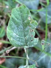 Circaea lutetiana, photograph (c) Jose Gutierrez Higa, some rights reserved (CC BY)