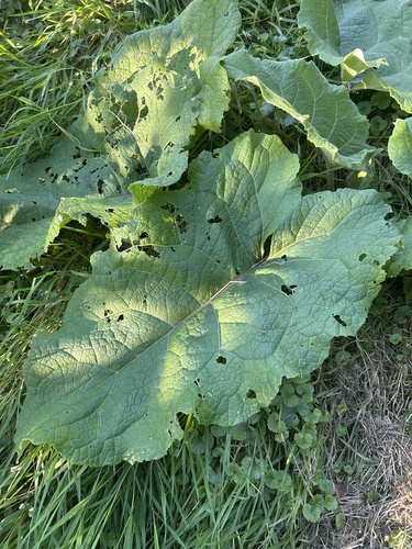 greater burdock