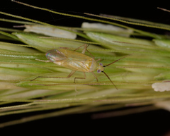 Damioscea komaroffii