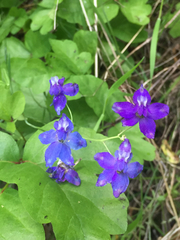 Delphinium gracilentum