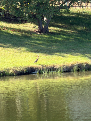 Green Heron