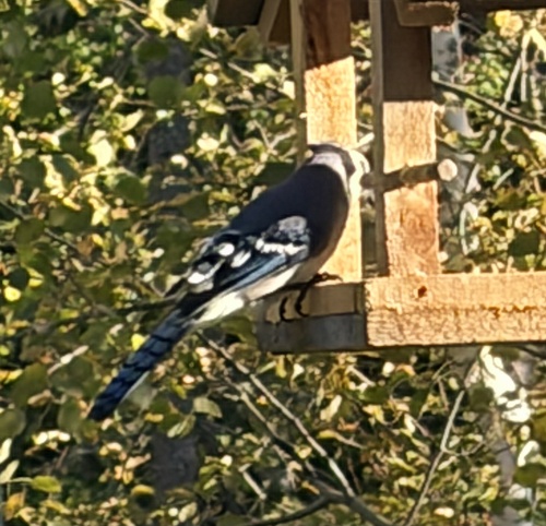 Blue Jay