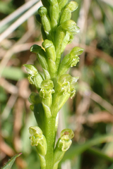 Microtis unifolia