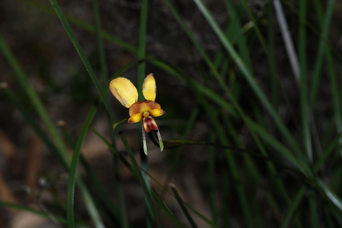 Diuris orientis, photograph 4