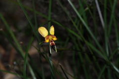 (c) Greg Tasney, some rights reserved (CC BY-SA) Diuris orientis, photograph (c) Greg Tasney, some rights reserved (CC BY-SA)
