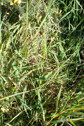 Microtis unifolia, photograph 4