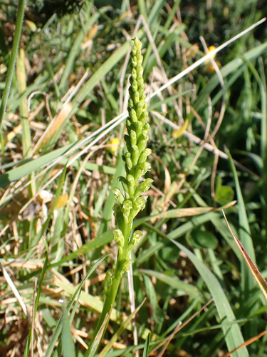 Microtis unifolia, photograph 3