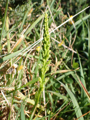Microtis unifolia, photograph (c) Michael Berardozzi, some rights reserved (CC BY)