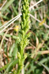 Microtis unifolia, photograph (c) Michael Berardozzi, some rights reserved (CC BY)