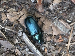 Platycerus caraboides