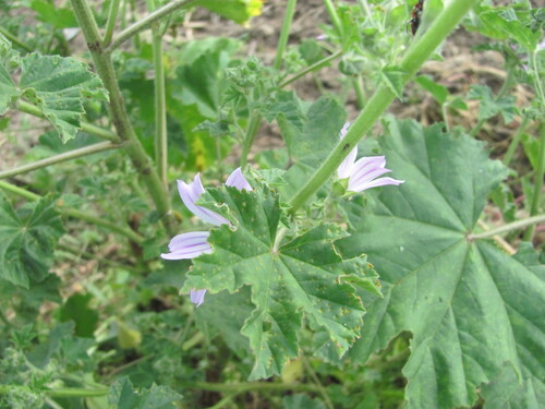 Malva multiflora